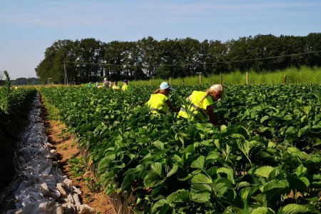 Frisch vom Feld ernten die Kinder ihre eigenen Erdbeeren.