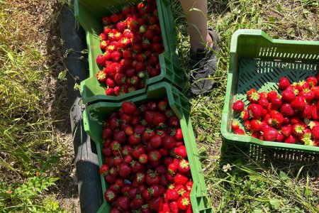 Stolz präsentieren die Schülerinnen und Schüler ihre gefüllten Körbe.