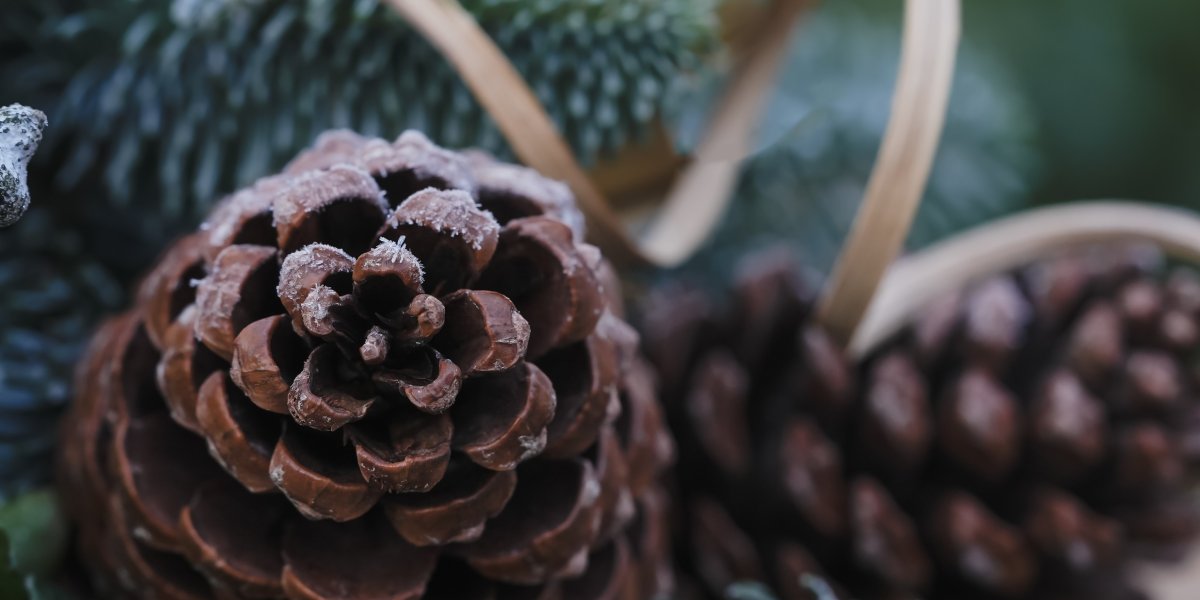 Adventskranz-Workshop